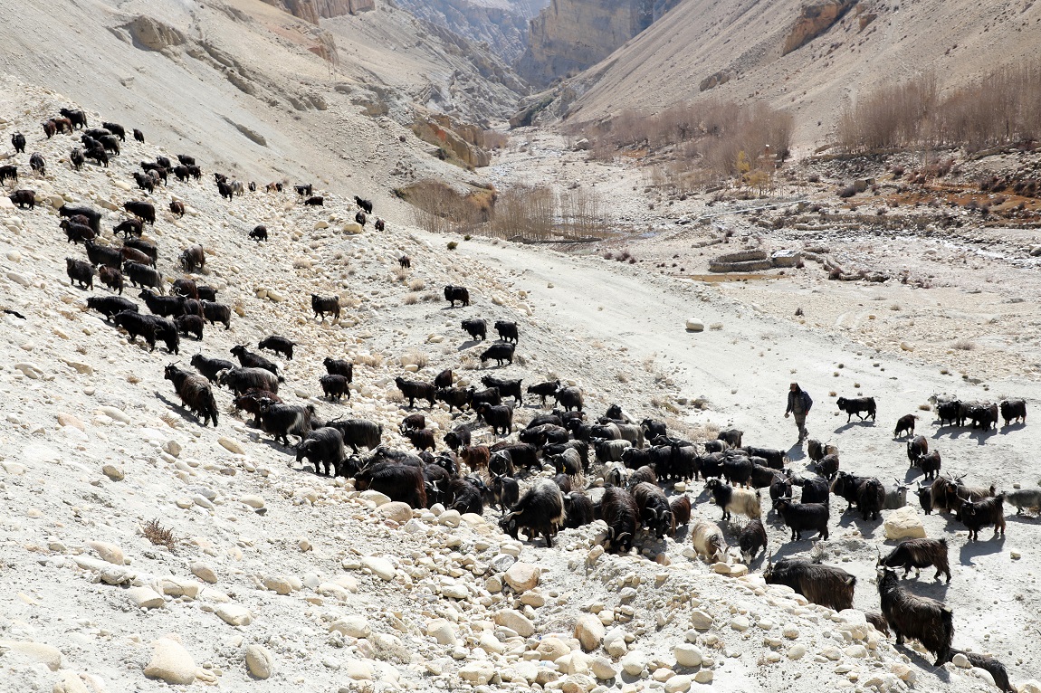 आजका तस्बिर- कात्तिक २९