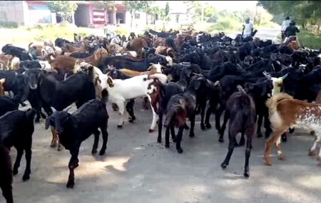 फाइल तस्बिर।