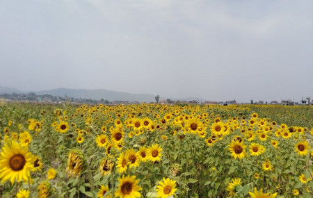 सुर्खेतको बुलबुले उद्यान नजिक रहेको सूर्यमुखी खेती। तस्विरःदिपकजंग शाही/सेतोपाटी