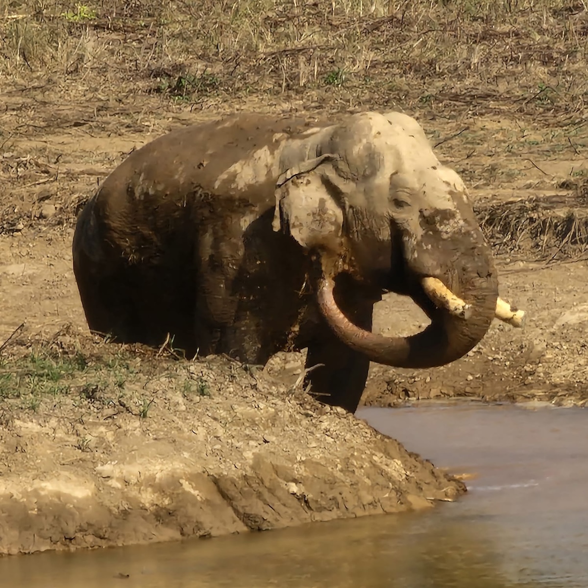 1-Dhurbe-Elephant-Chitwan---Chitwan-National-Park-1784705440.jpeg