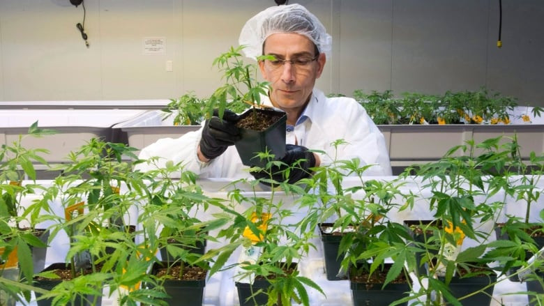 क्यानडाको मोन्ट्रेयलस्थित अरोरा क्यानाबिजको गाँजा अनुसन्धान केन्द्र।