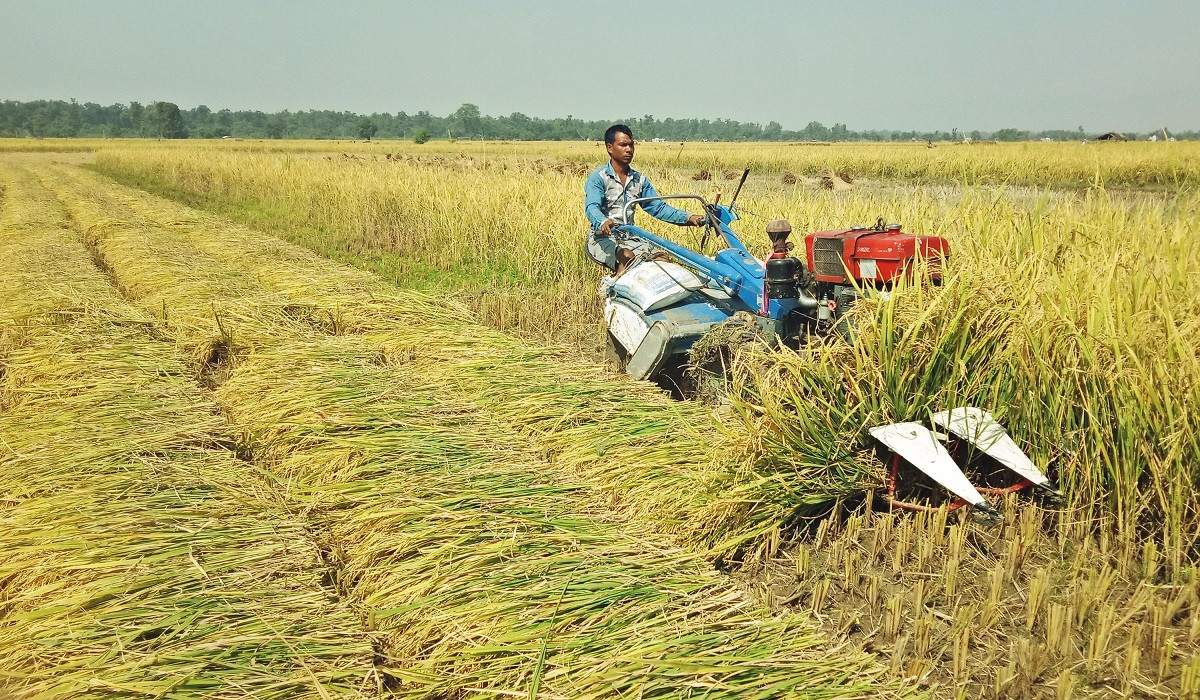 फाइल तस्बिर।