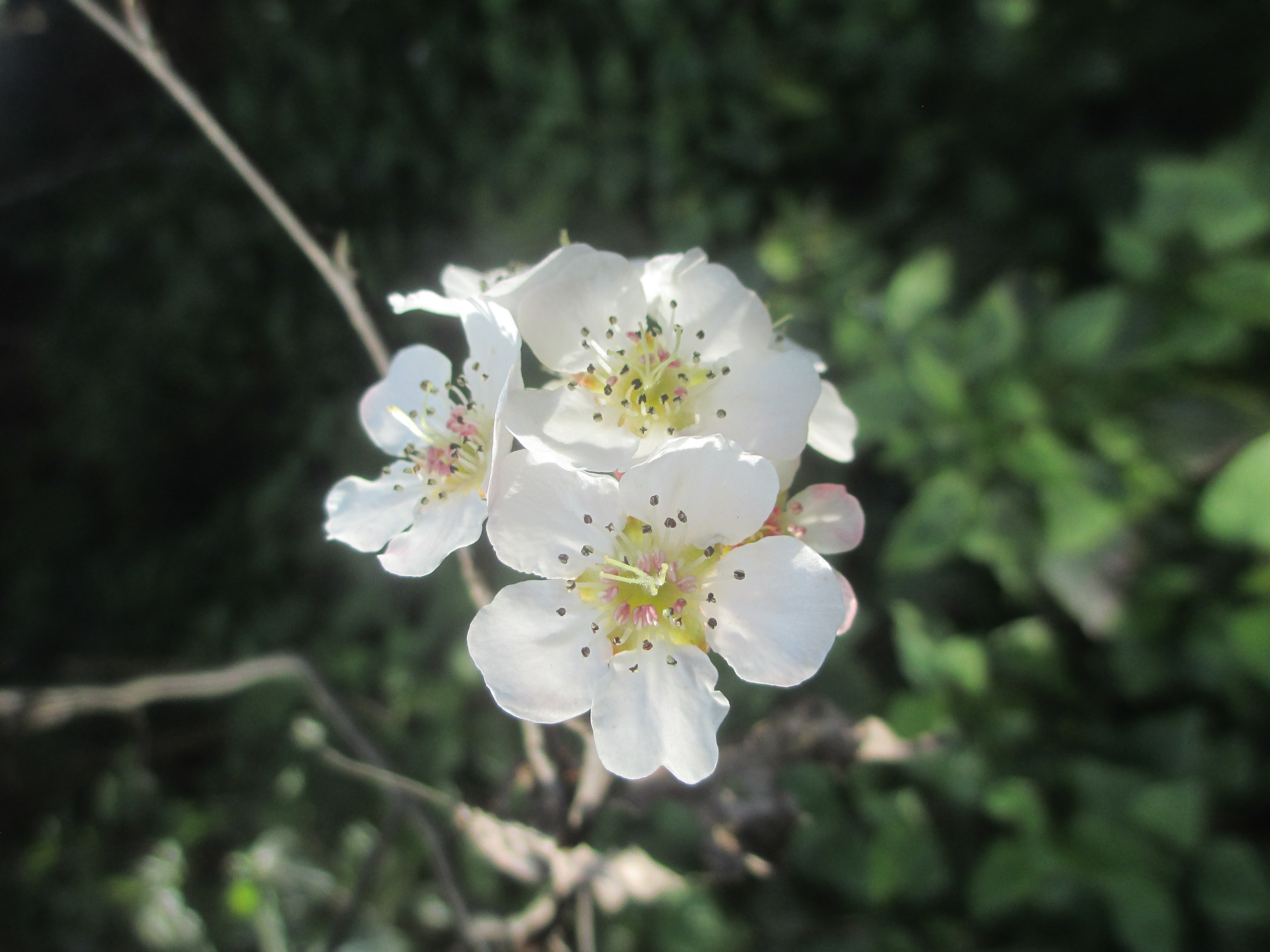 नेवारीमा 'पासी' भनिने नासपातीको फूल, जसको वैज्ञानिक नाम पाइरस पासिया हो। तस्बिर: लादोर्चे शेर्पा