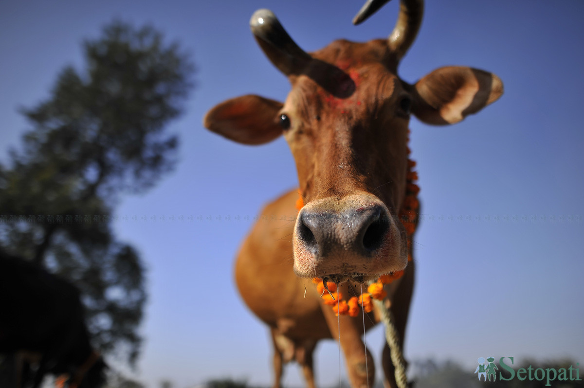 पुजिएको गाई। तस्बिरः नारायण महर्जन/ सेतोपाटी