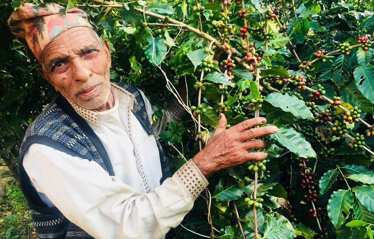 रातीपोखरी, गुल्मीका ७१ वर्षे रविराज अर्याल। उनले कफी खेती गर्दै आएको झन्डै डेढ दशक भयो। तस्बिरः गिरीश गिरी/सेतोपाटी