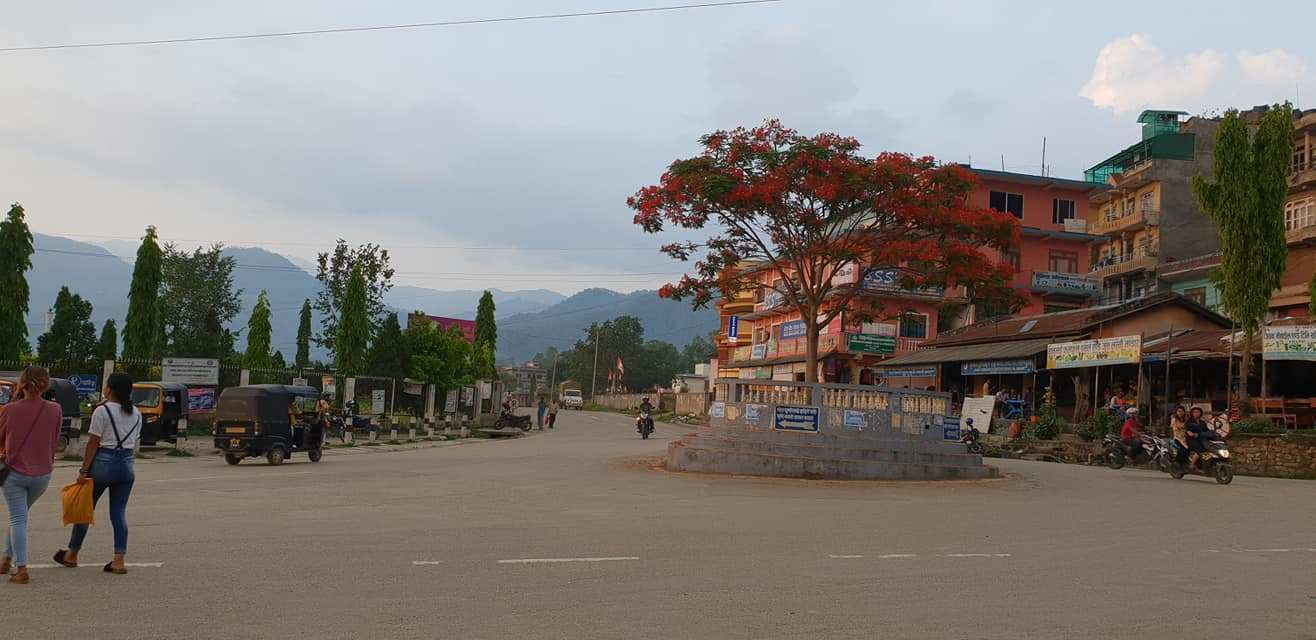 सिन्धुलीमाढी बजारको चोकमा रहेको गुलमोरको बोट। यो बोट उखेलेर फालिएको छ। फाइल तस्बिर: जयकुमार सापकोटा