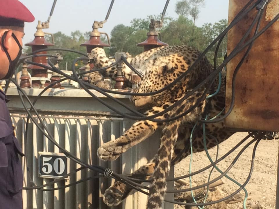 ट्रान्सफर्मरमा अल्झेको चितुवा। तस्बिर सौजन्य :  आनन्द खड्काको ट्वीट।