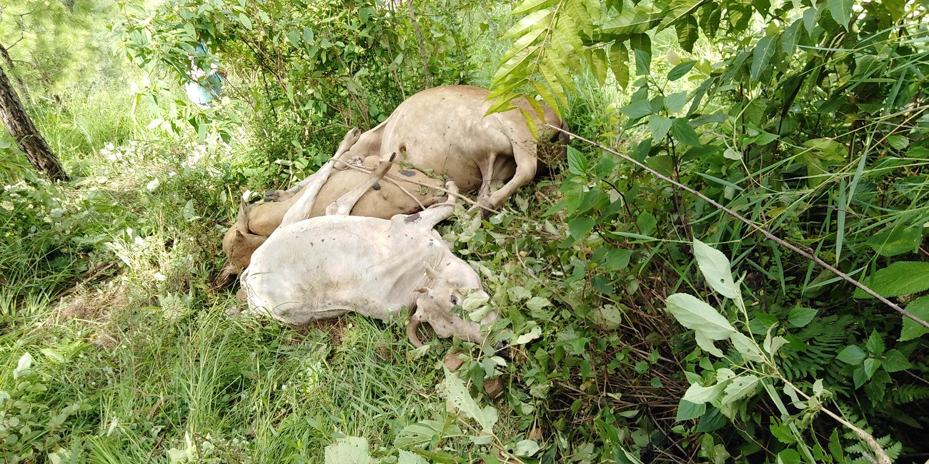 कटकुवास्थित भिरबाट फालिएका मृत गाई। तस्वीरः दिपकजंग शाही/सेतोपाटी