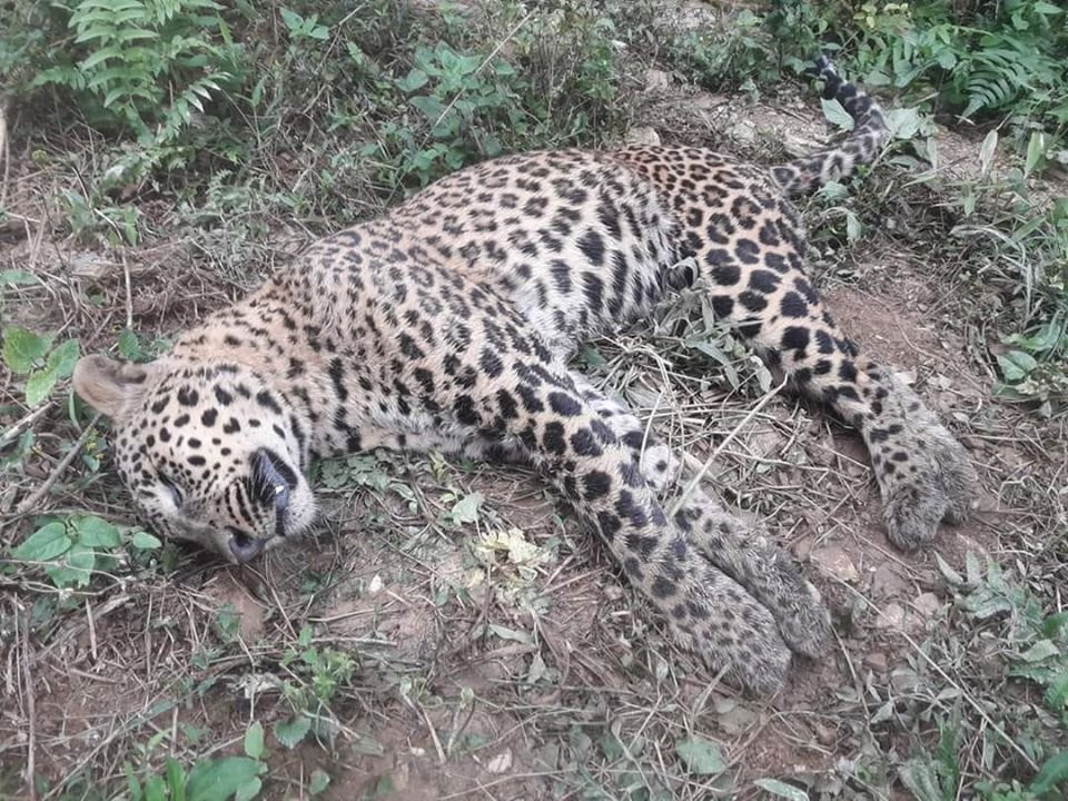 फोटो: मदन तिमल्सेना