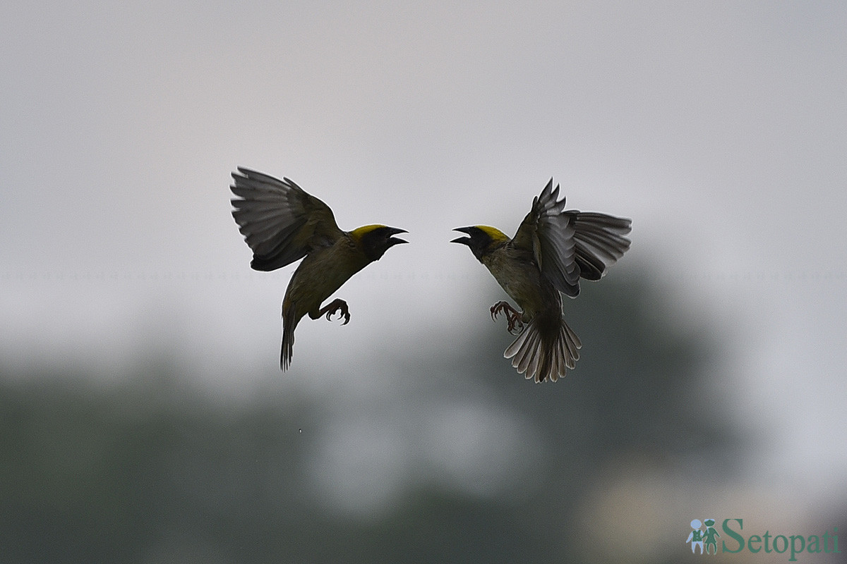 फाइल तस्बिर।