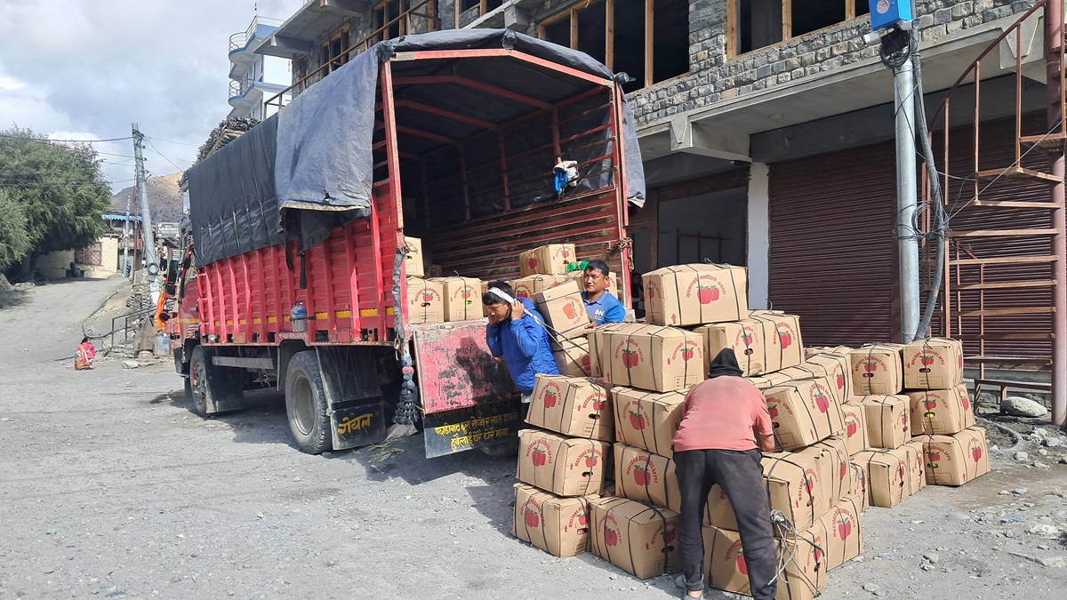 मुस्ताङमा यस वर्ष एक अर्बभन्दा बढीको स्याउ उत्पादन