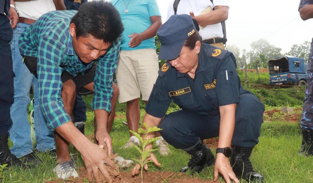 कफीको बिरूवा रोप्दै बागमती प्रदेश प्रहरी प्रमुख डिआइजी किरण राणा। तस्विर : राजेश घिमिरे/सेतोपाटी