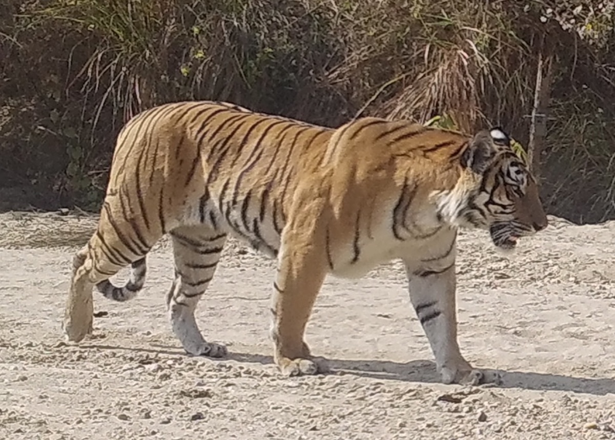 3--Nepal-tiger-DNPWC-1785428285.jpeg