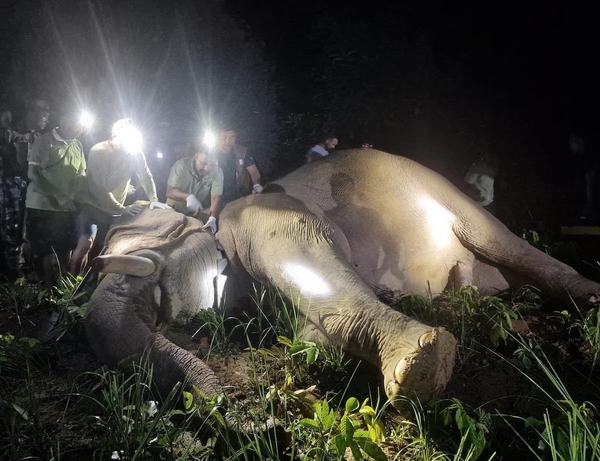 4-Dhurbe-Elephant-_-Chitwan-National-Park-Nepal-1784705403.jpeg