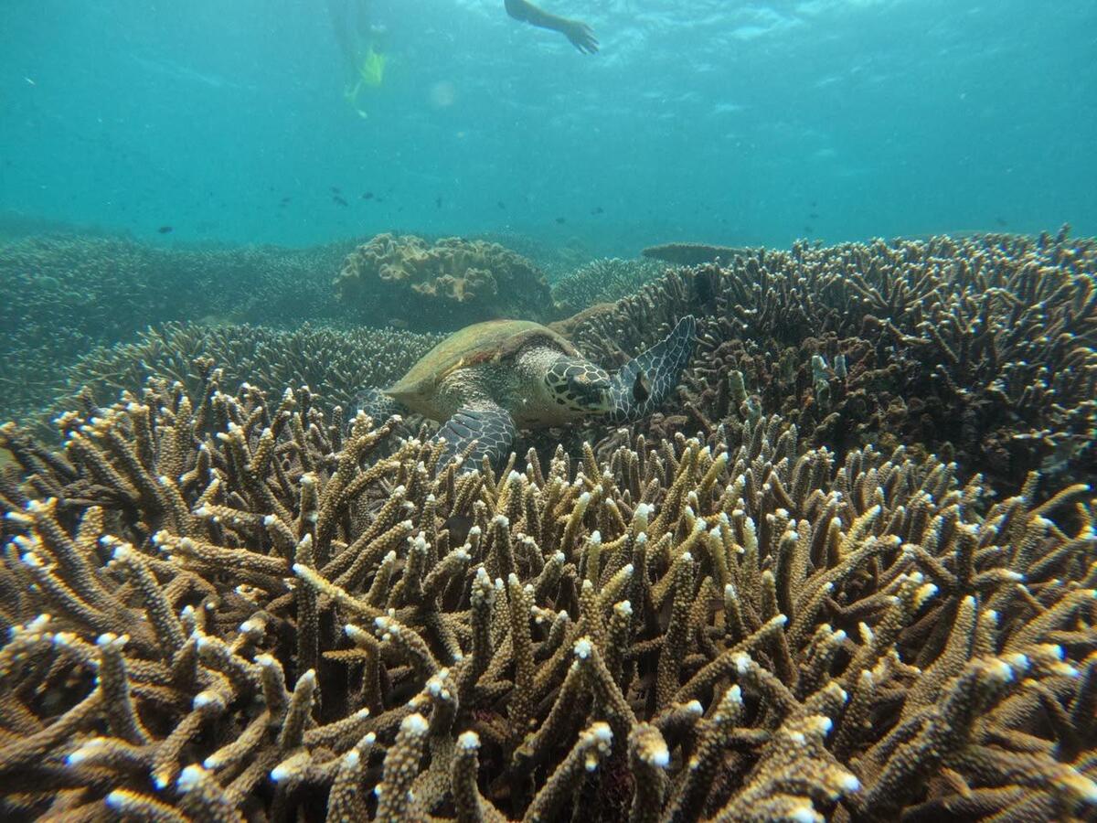 4-Turtle-under-water-at-Nilaveli---Pearl-Divers-1783182912.jpeg