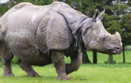 फाइल