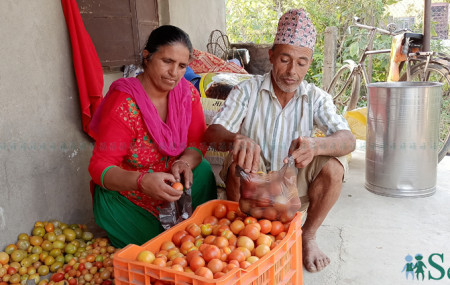आफूले फलाएको गोलभेडा बेच्न लैजाने तयारी गर्दै सरस्वती र आत्मराम। तस्बिर: भगवती पाण्डे/ सेतोपाटी