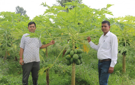 दाङमा मेवा खेती गरिरहेका कुलबहादुर डाँगी र तुलसीराम केसी।