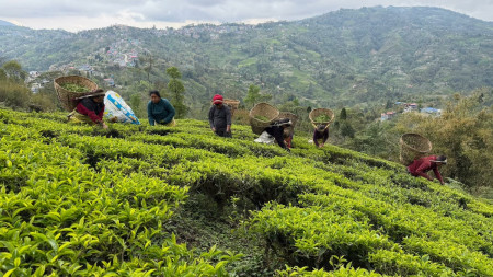 दुई सातादेखि चिया निर्यात ठप्प, सरकारले समस्या सुन्दै नसुनेको व्यवसायीको गुनासो