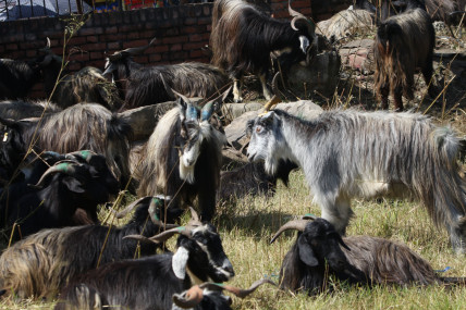 भक्तपुरको सल्लाघारी चौरमा दसैँका लागि बेच्न राखिएको च्याङग्रा। तस्बिरः रासस।