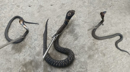 फाइल तस्बिर।