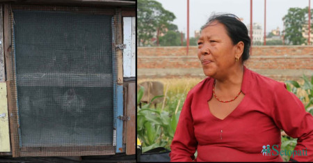 बिक्रीमा छन् लोकल कुखुरा र चल्लाहरू, छिरिङ भन्छिन्– आफू बस्ने टुंगो छैन, कसरी पाल्नू!