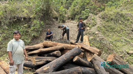 २५ वर्षअघि ढलेको रूख काट्न पाउँदाको खुसी