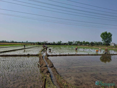 फाइल तस्बिर।