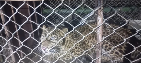 तस्बिर– डिभिजन वन कार्यालय बर्दिया