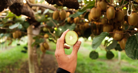 'महँगो विदेशी फल देखेर यो के हो भन्थे, अहिले यहीँको उत्पादन छ बजारभरि'