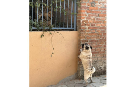 फाइल