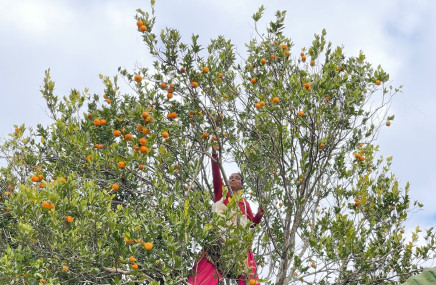 हेर्दाहेर्दै मासिने भयो सुन्तला!