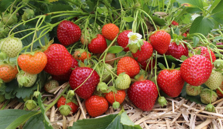 काठमाडौंमा कहाँबाट आउँछ स्ट्रबेरी?