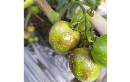 डढुवा रोग लागेको गोल्भेडा।