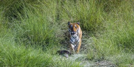 बाघ सर्वेका ५ रोचक नयाँ खुलासा