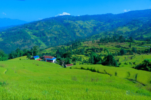 खेतमा झुले धान र कोदो, बाली भित्र्याउने चटारो नजिकिँदै (तस्बिरहरू)