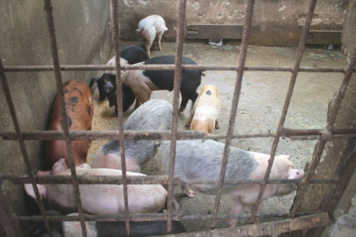 फाइल तस्बिर।