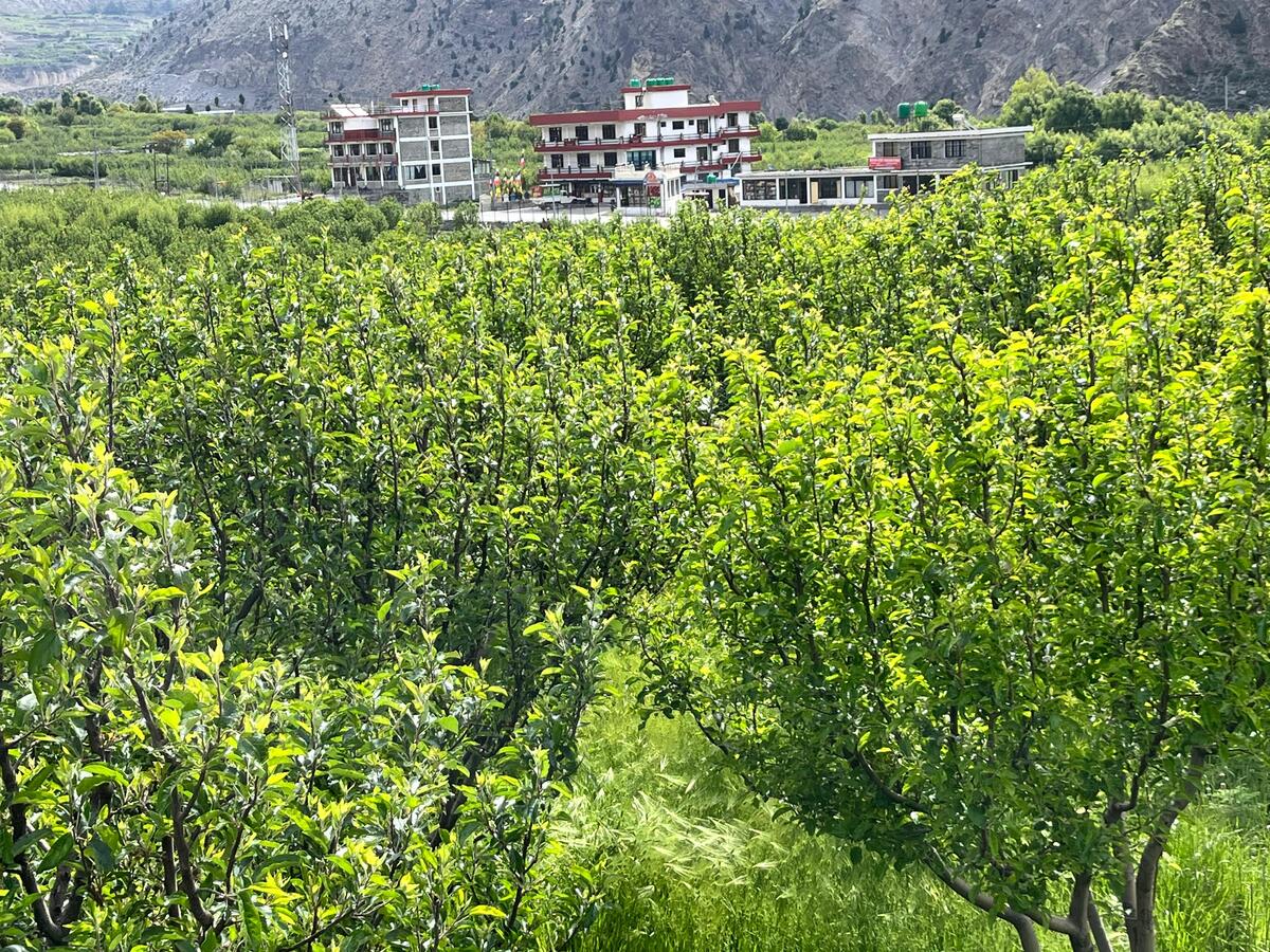 8-Apple-Orchard-at-Marpha-SP-1779124938.jpeg