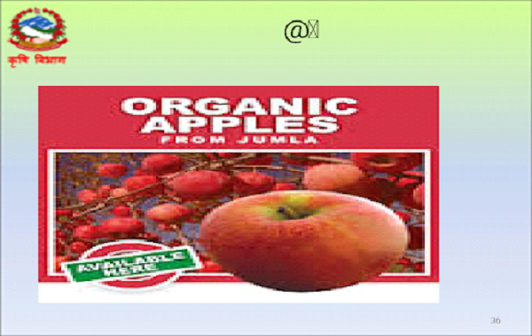 Apple-logo-1788086090.png