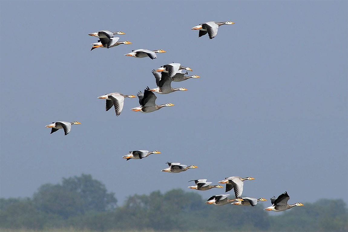 आजका तस्बिर- चैत ८