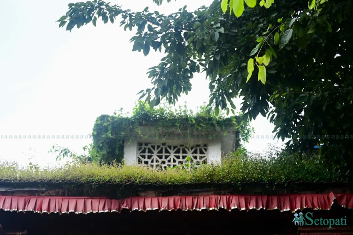 Basantapur-ma-Grass_NPL-(26)-ink-1755489587.jpeg