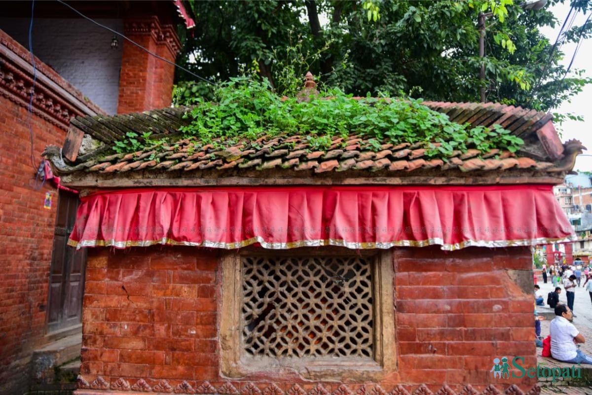 Basantapur-ma-Grass_NPL-(28)-ink-1755489589.jpeg