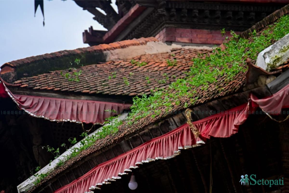 Basantapur-ma-Grass_NPL-(29)-ink-1755489590.jpeg