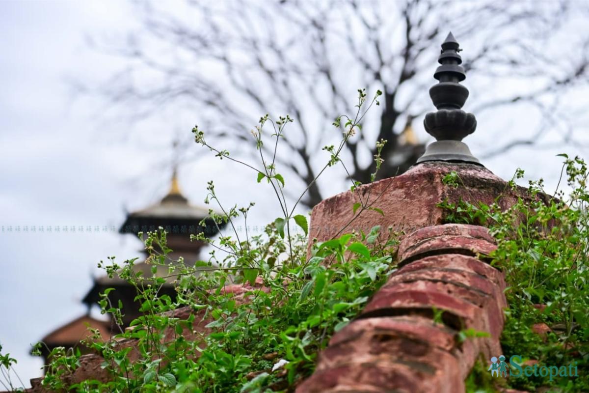 Basantapur-ma-Grass_NPL-(3)-ink-1755489577.jpeg