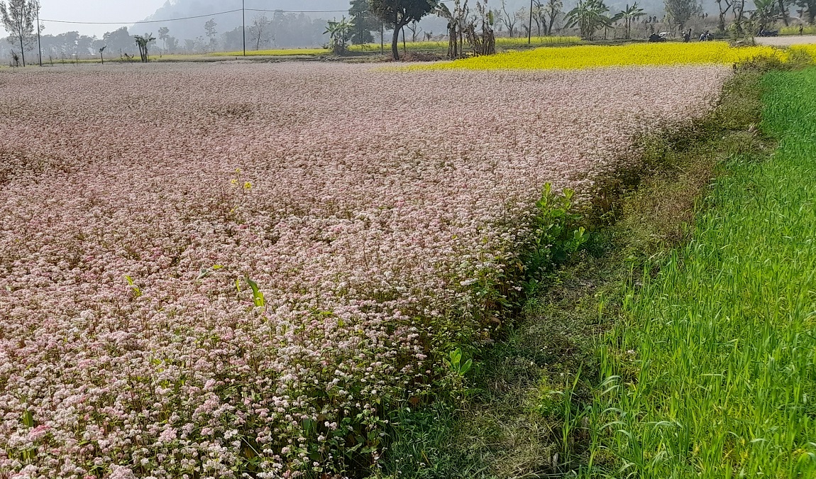 आजका तस्बिर- पुस २७