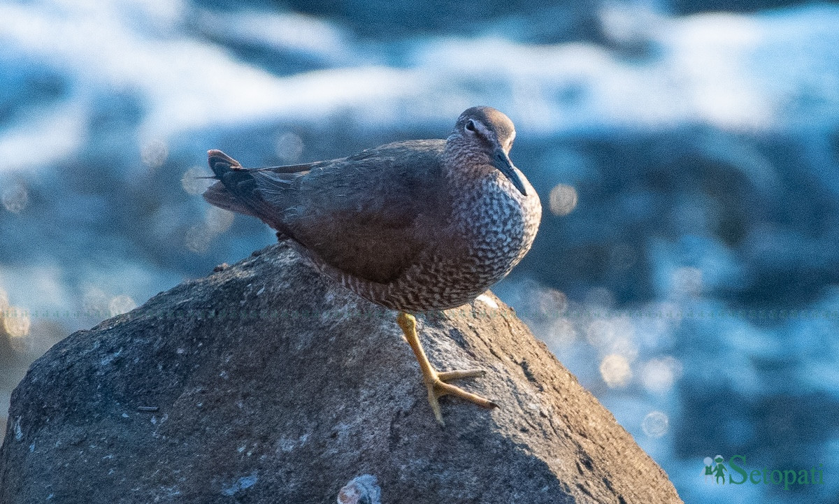 Bird-by-Anuj-Ghimire3-1725473440.jpg