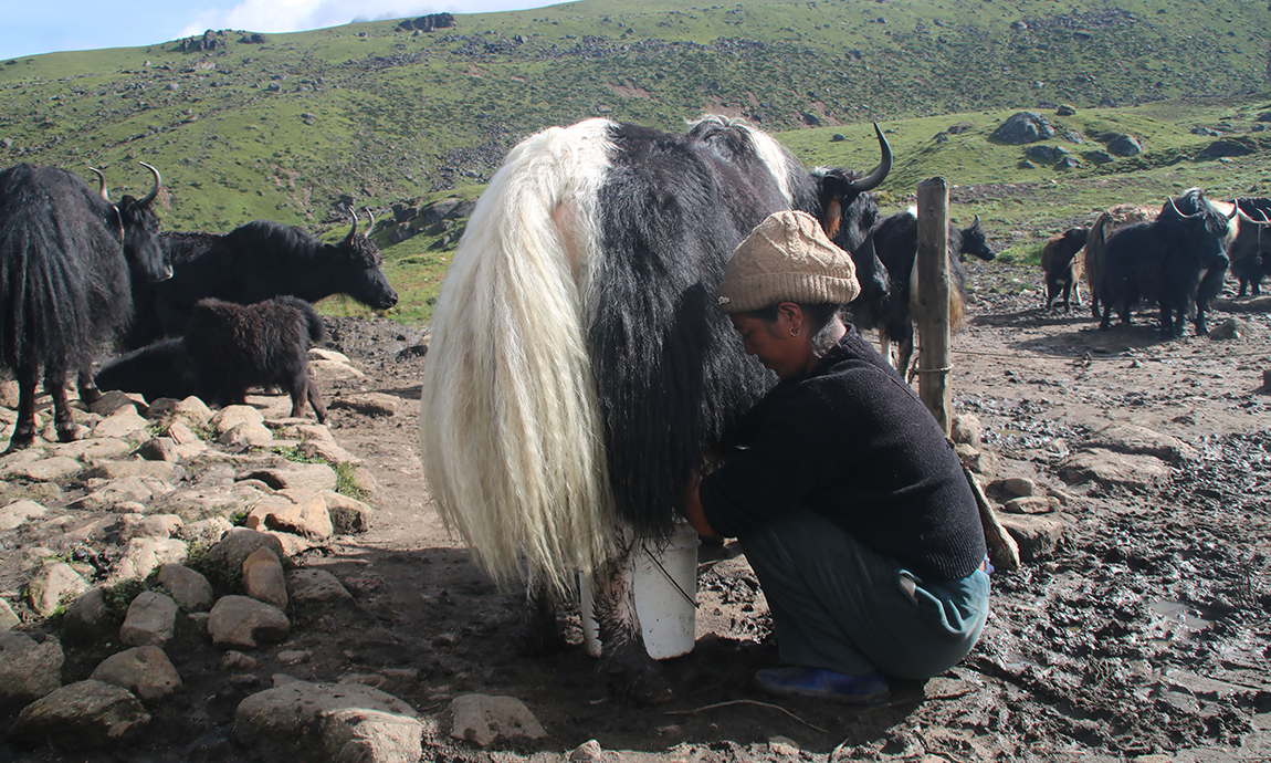 आजका तस्बिर- साउन २१
