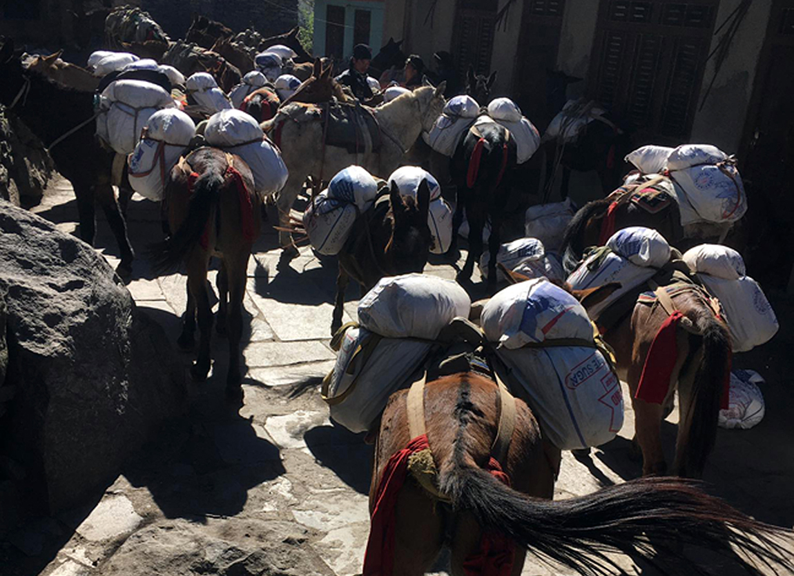 आजका तस्बिर- मंसिर १८