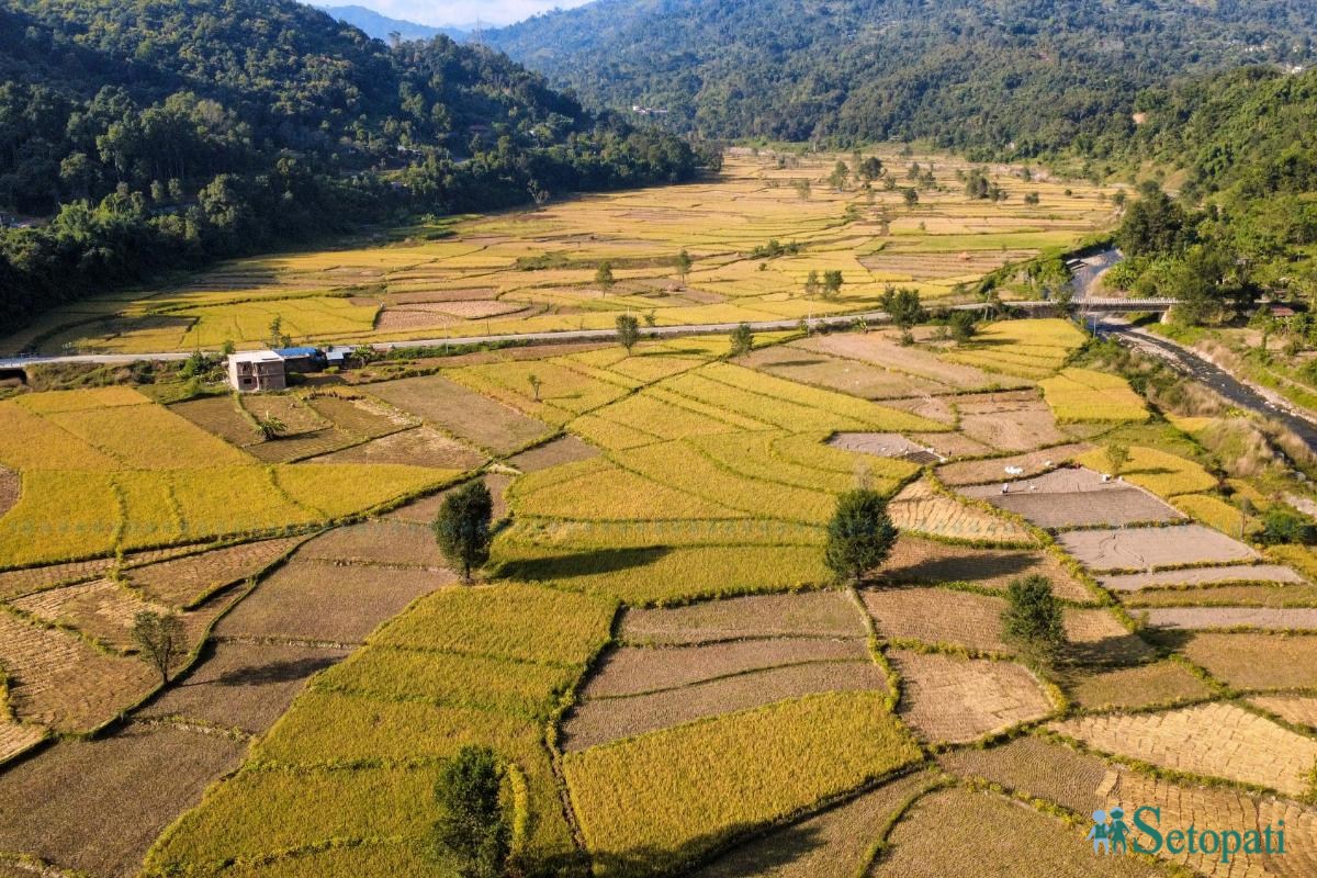 Daraudi-River-side_Rice-Harvesting--2482-ink-1793092672.jpeg