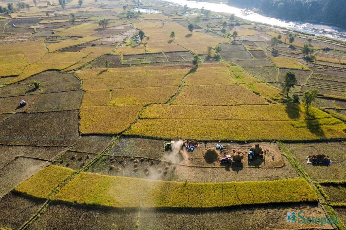 Daraudi-River-side_Rice-Harvesting--2483-ink-1793092672.jpeg